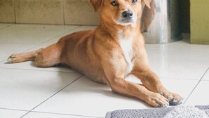 Un perro descansando sobre un suelo de baldosas con una alfombra, un cubo de metal y sillas rojas al fondo.