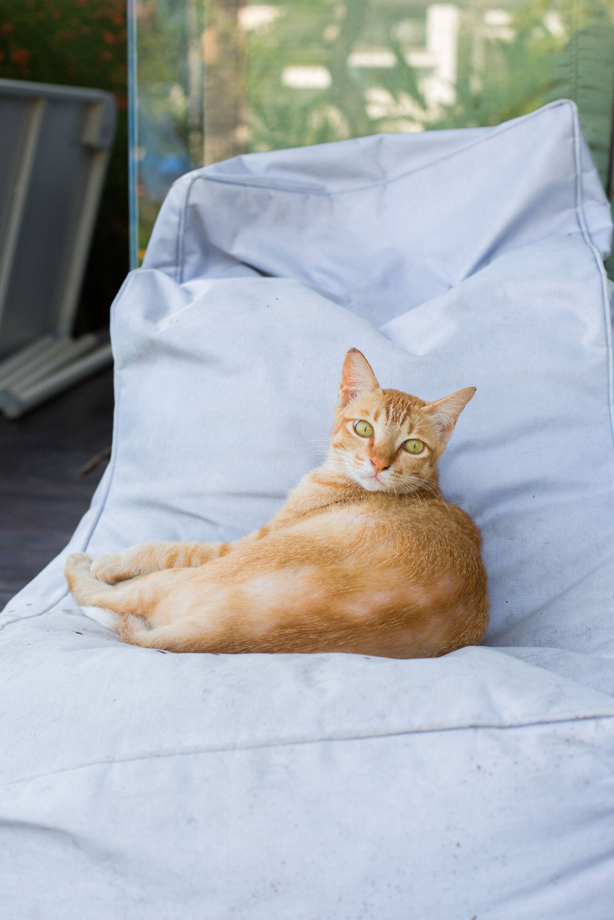 En katt som ligger på en ljusfärgad stol med ett fönster i bakgrunden.