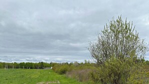 Un campo cubierto de césped con un sendero de tierra, un barril azul y un árbol.