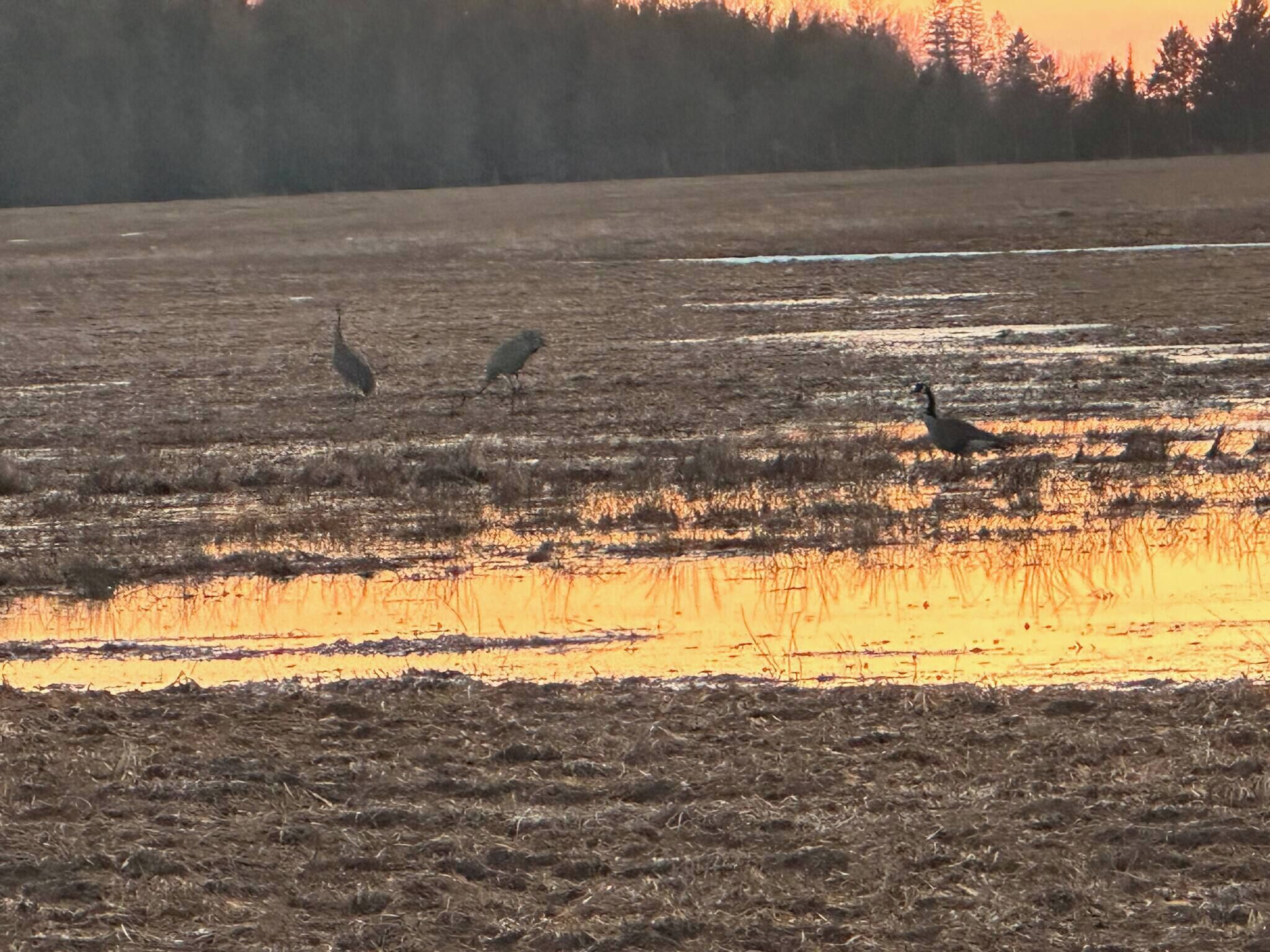 Un campo con una masa de agua que refleja la luz, rodeado de árboles.