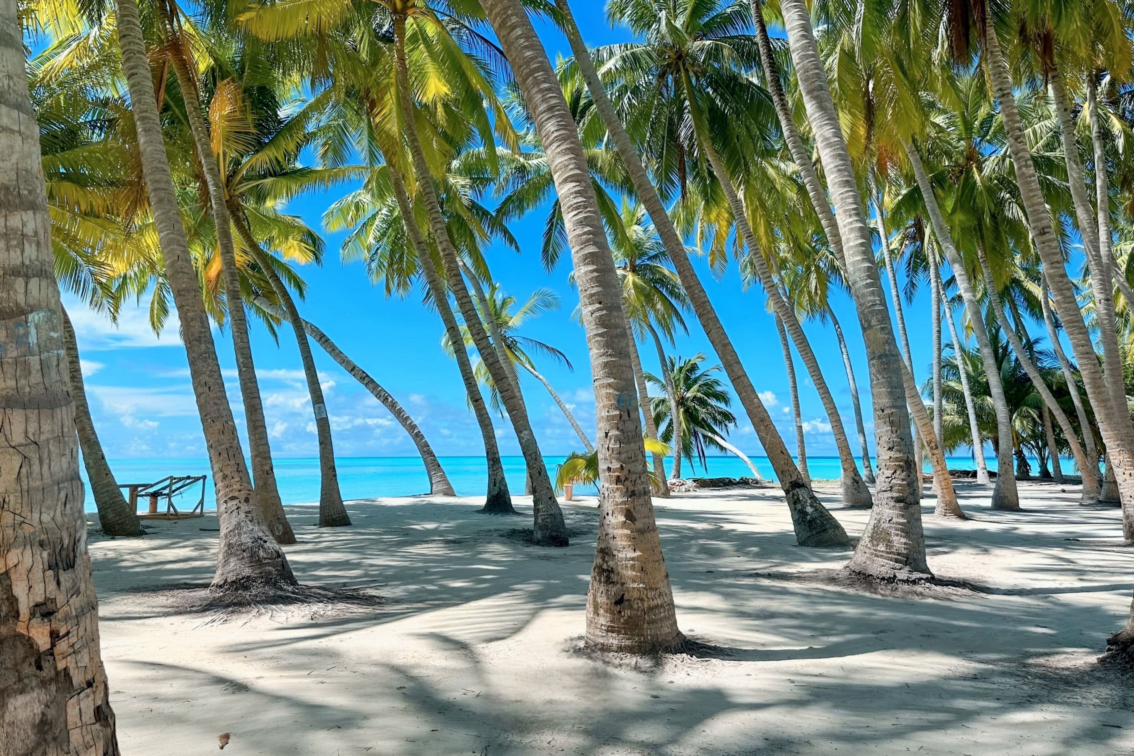 A beach with palm trees and a clear blue sky.