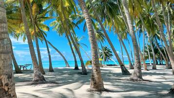 A beach with palm trees and a clear blue sky.