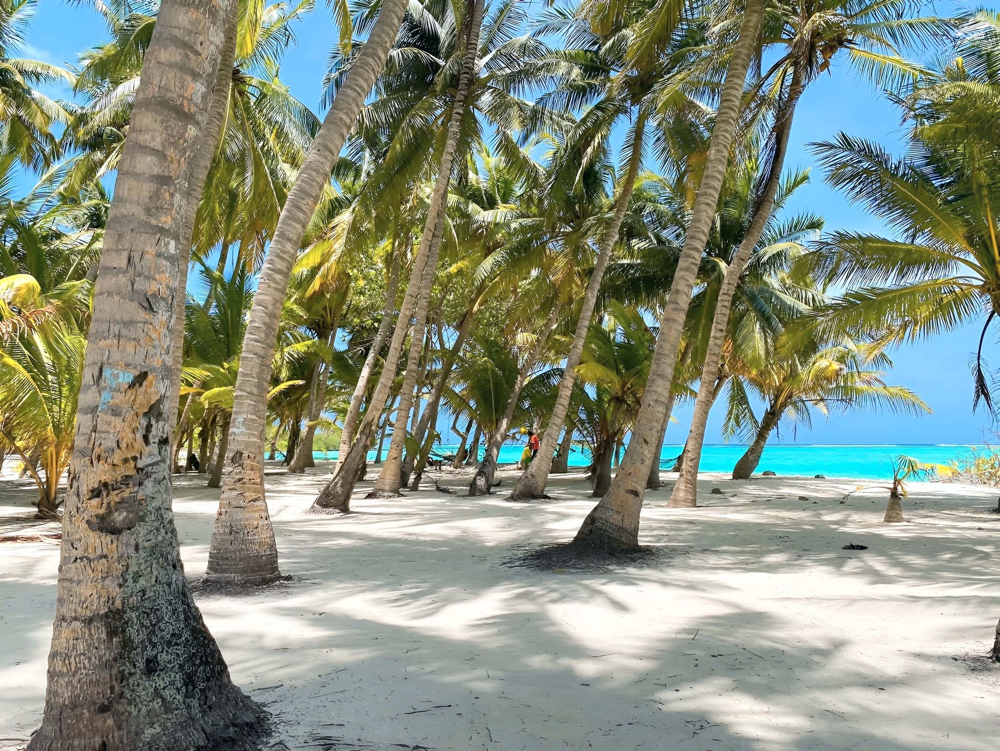 Una playa con palmeras y un cielo azul despejado.