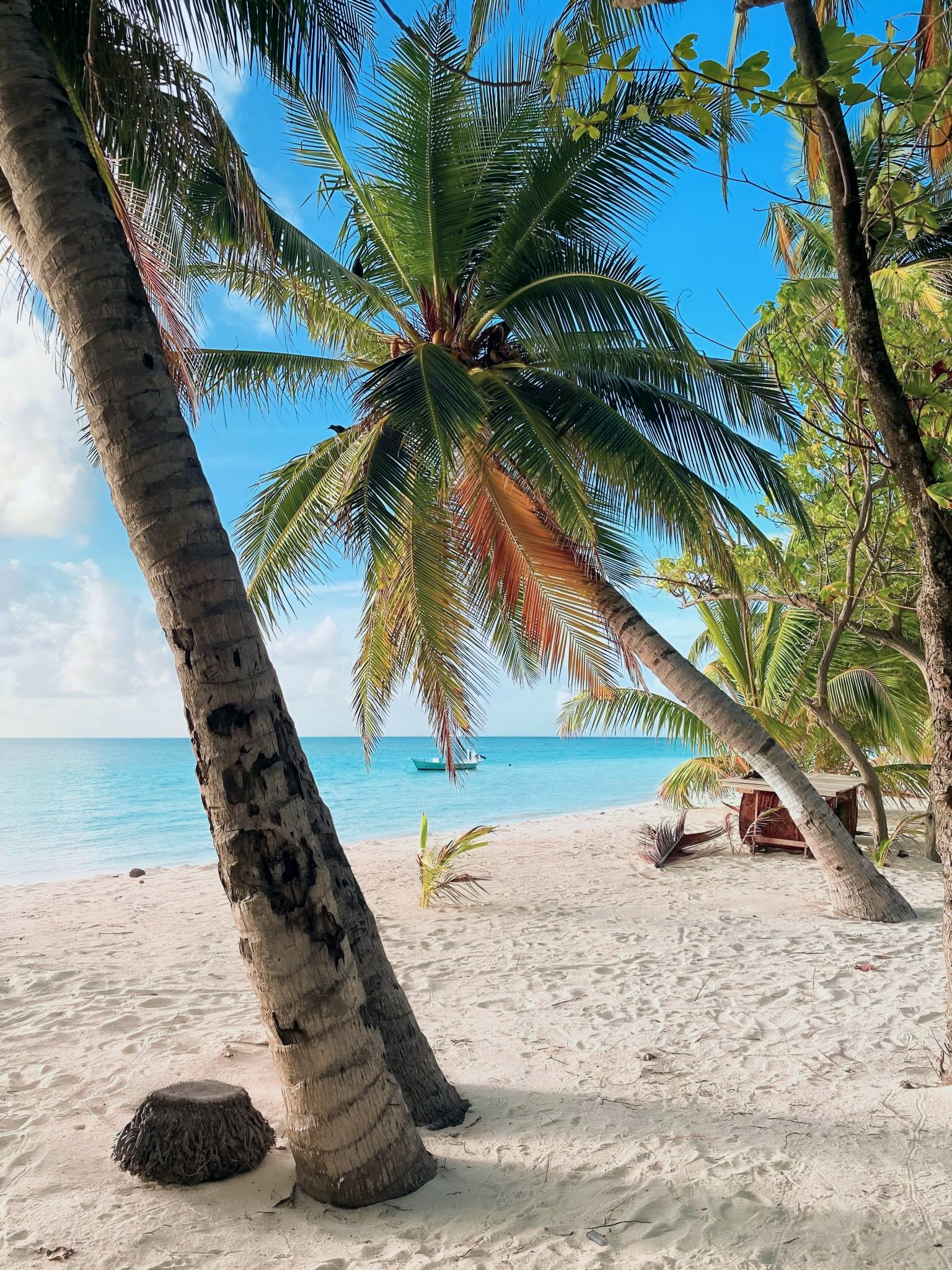 A beach with palm trees, a clear blue sky, and calm ocean waters.