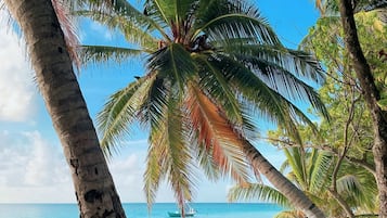 A beach with palm trees, a clear blue sky, and calm ocean waters.