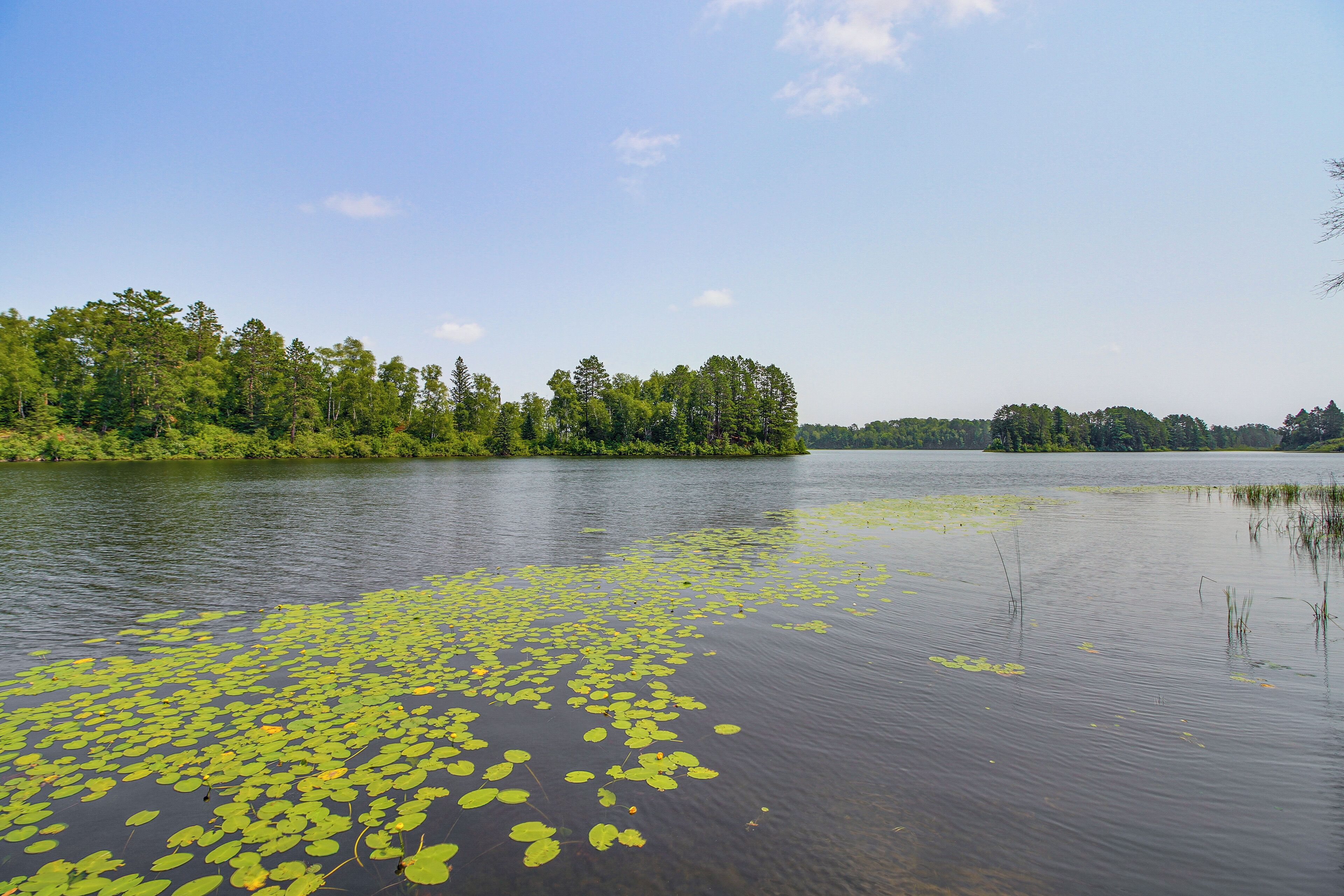A calm lake with lily pads and dense forest on the shore.