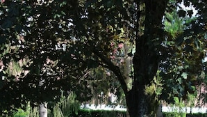 Ein Tischtennis-Tisch in einer grünen Umgebung mit Bäumen und einer Hecke im Hintergrund.