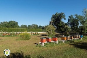Property grounds - Du Moulin - CHATENAY (CHATENAY)