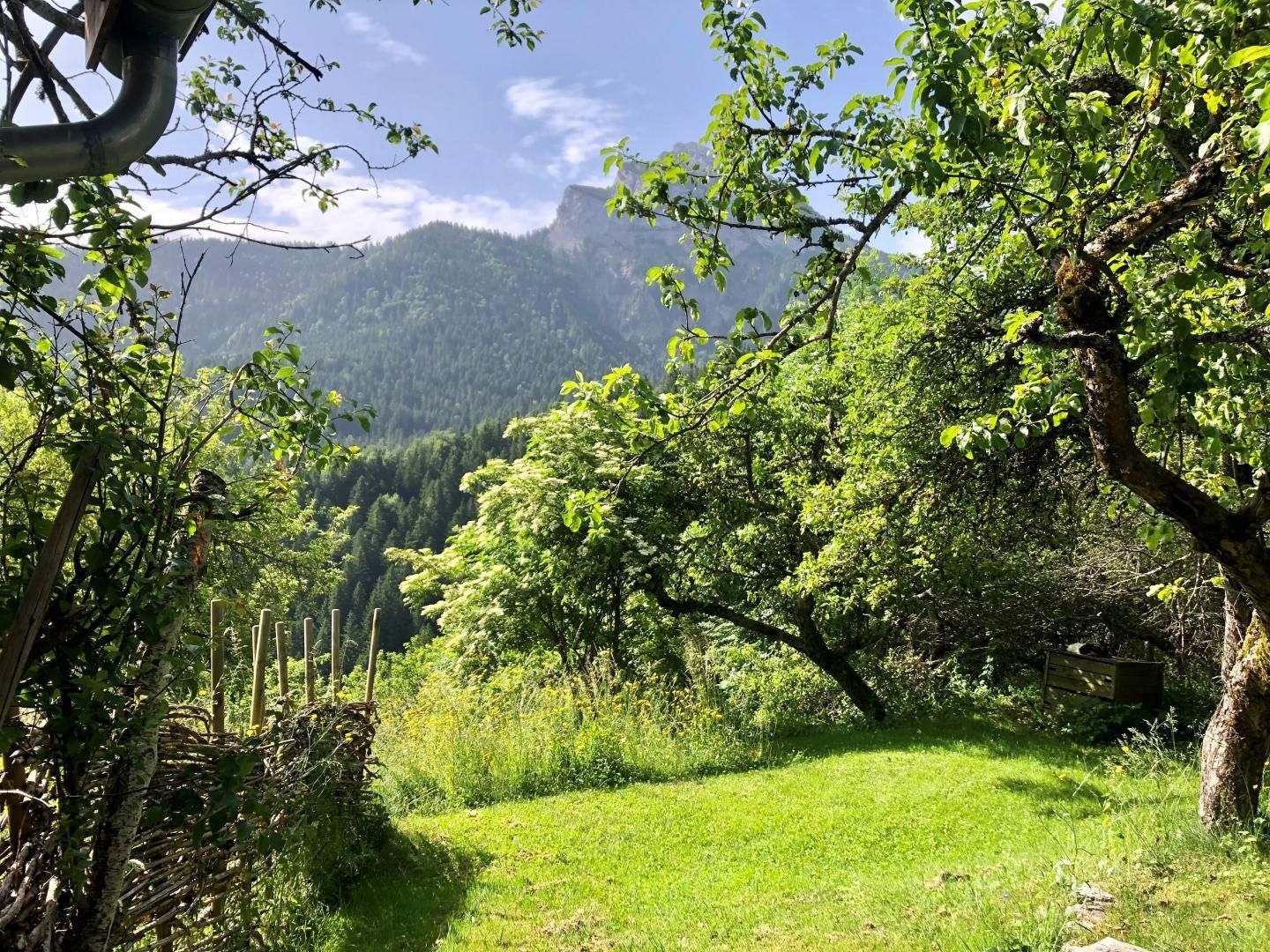 A lush green landscape with a clear path, trees, and a mountain in the background.