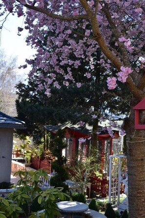 A cherry blossom tree with pink flowers, a red building, and a white fence in a garden setting. - At the Japanese Spring - 4**** (PIERRE CHATEL)