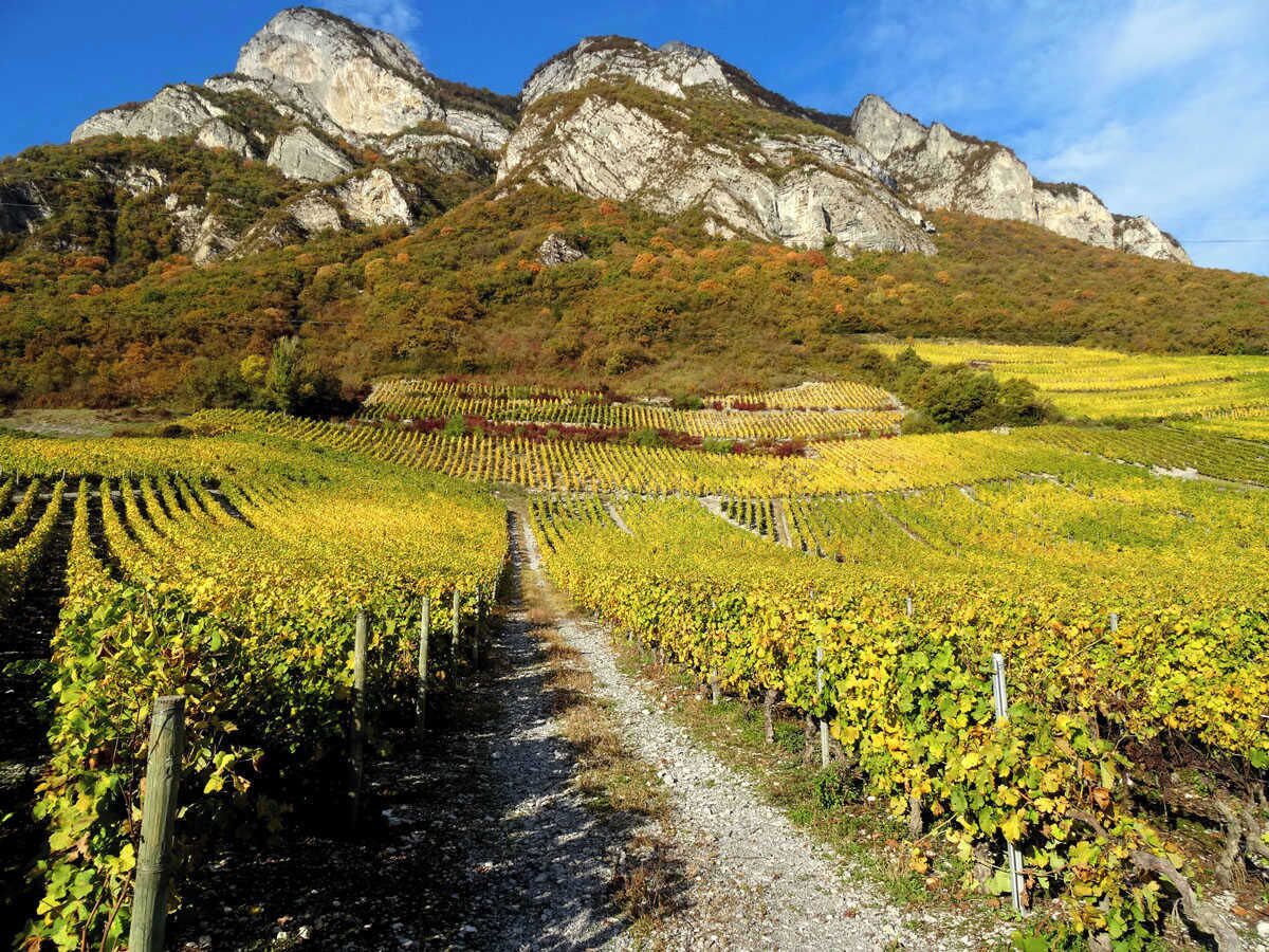 Viñedo con hileras de vides y una montaña al fondo.