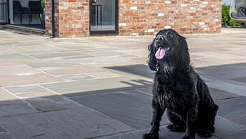 Un perro negro sentado en un patio de piedra, con un edificio de ladrillo al fondo.