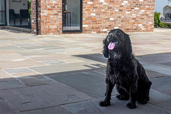 Un perro negro sentado en un patio de piedra, con un edificio de ladrillo al fondo.