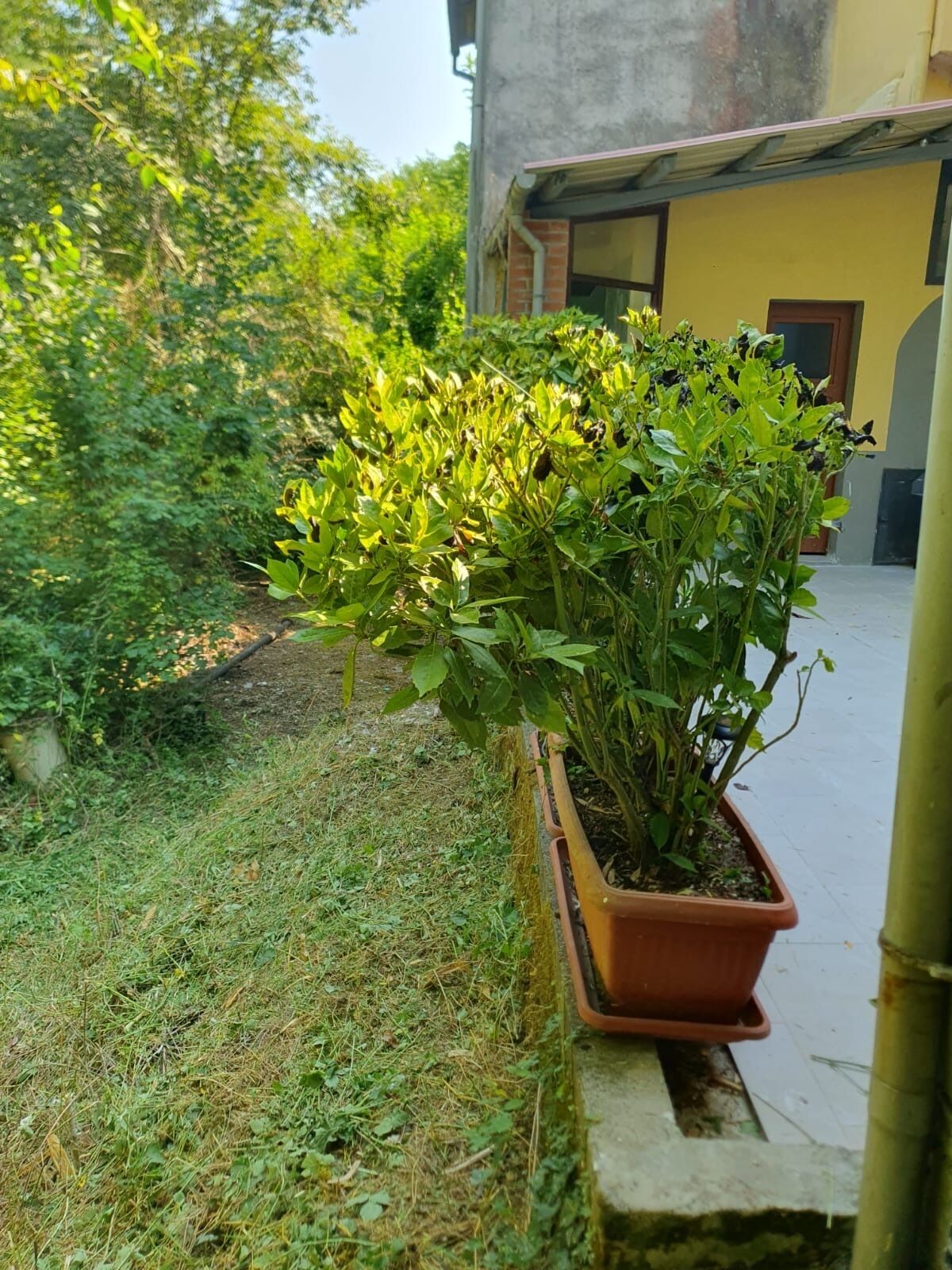 A potted plant with green foliage in a garden area.