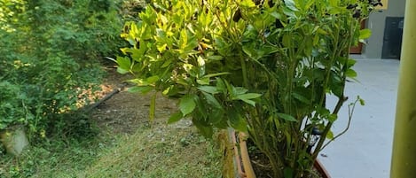 Una planta en maceta con follaje verde en un jardín.