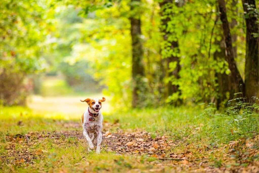 Un chien court sur un sentier recouvert de feuilles dans une zone boisée.