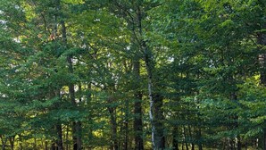 Um cenário natural com duas cadeiras de descanso em uma área gramada, cercada por árvores densas.