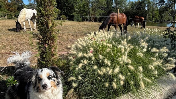 Um cão numa área cercada, com cavalos pastando ao fundo.