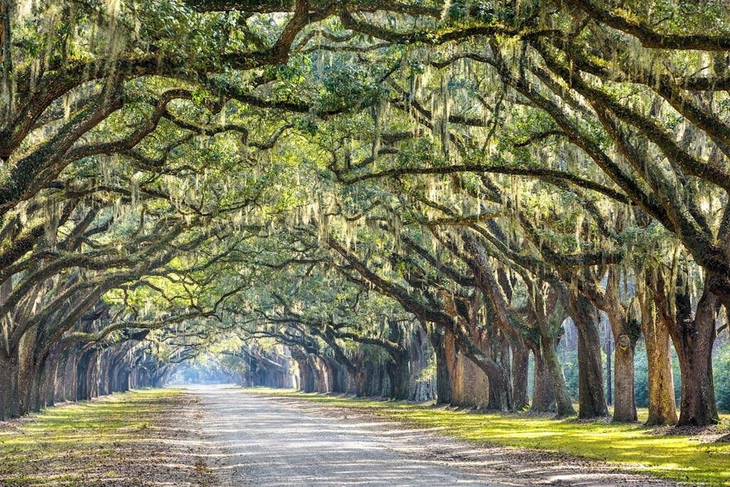 A tree-lined road with a clear path.