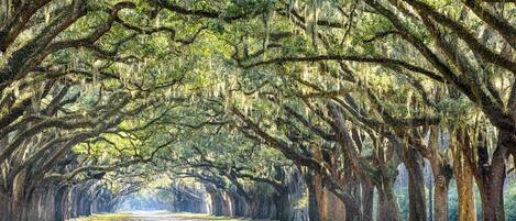 A tree-lined road with a clear path.