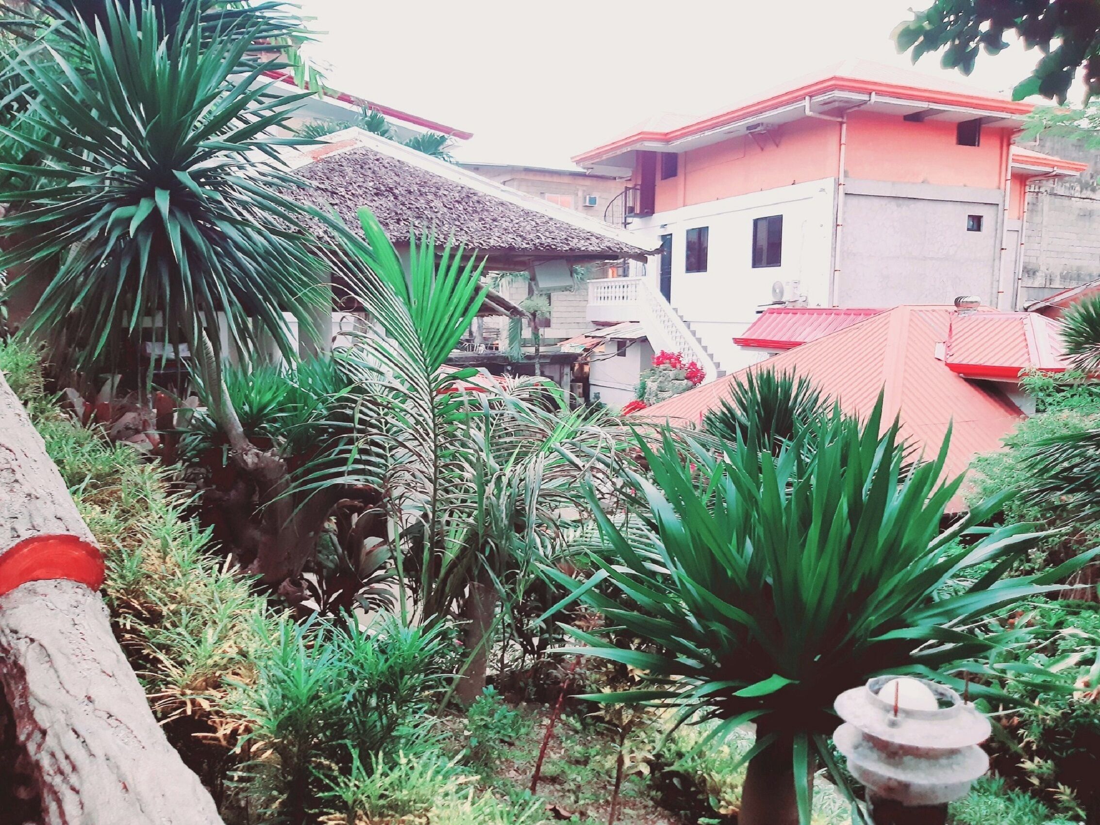 A garden with various plants and a building with a red roof in the background.