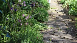 A garden pathway with a metal chair and a wheelbarrow.