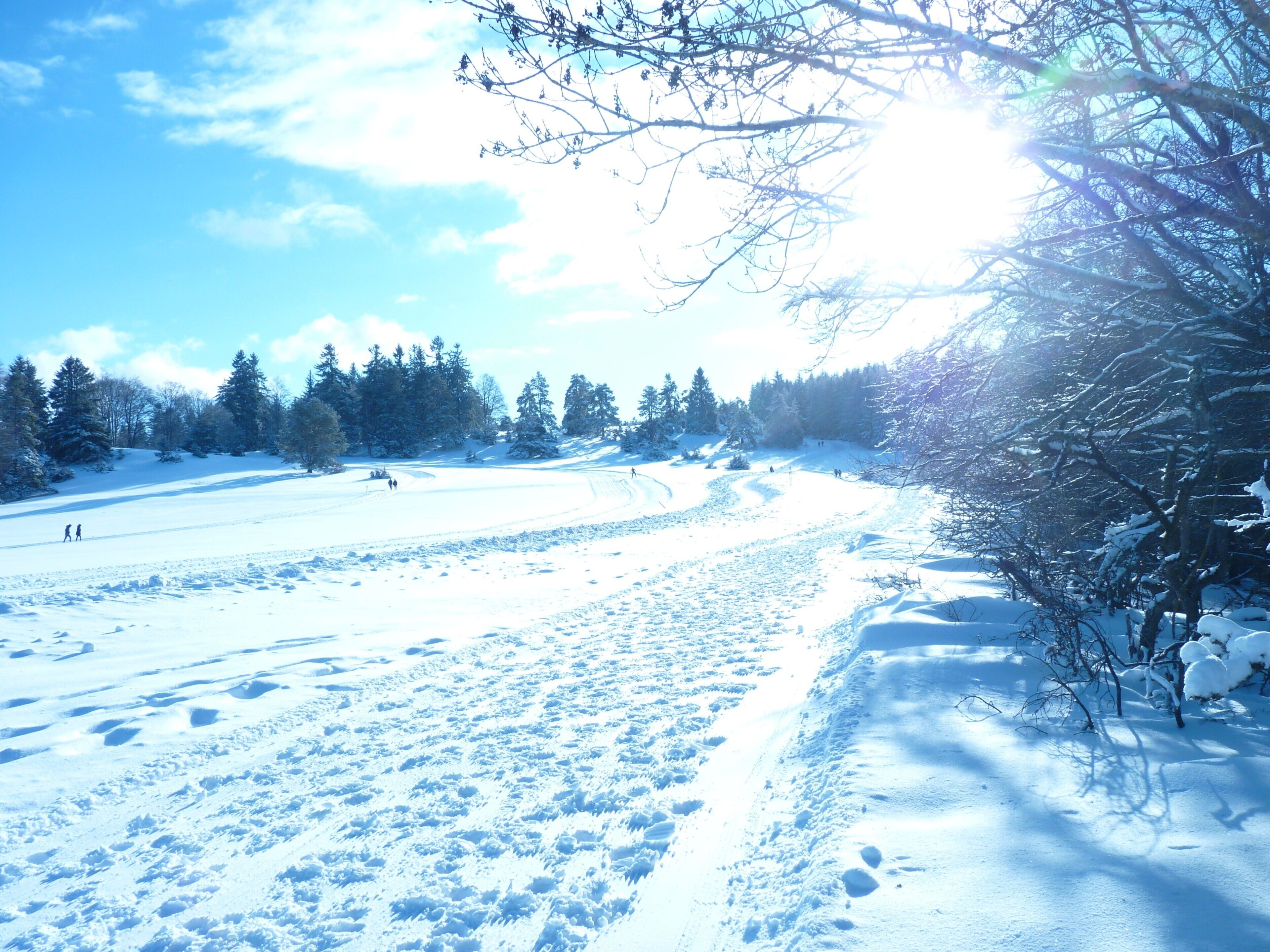 A snowy landscape with trees and a clear sky.
