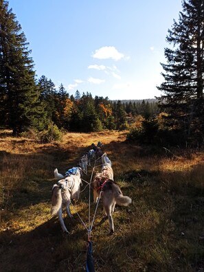 Un equipo de trineos tirados por perros en un paisaje natural con árboles y campos abiertos.