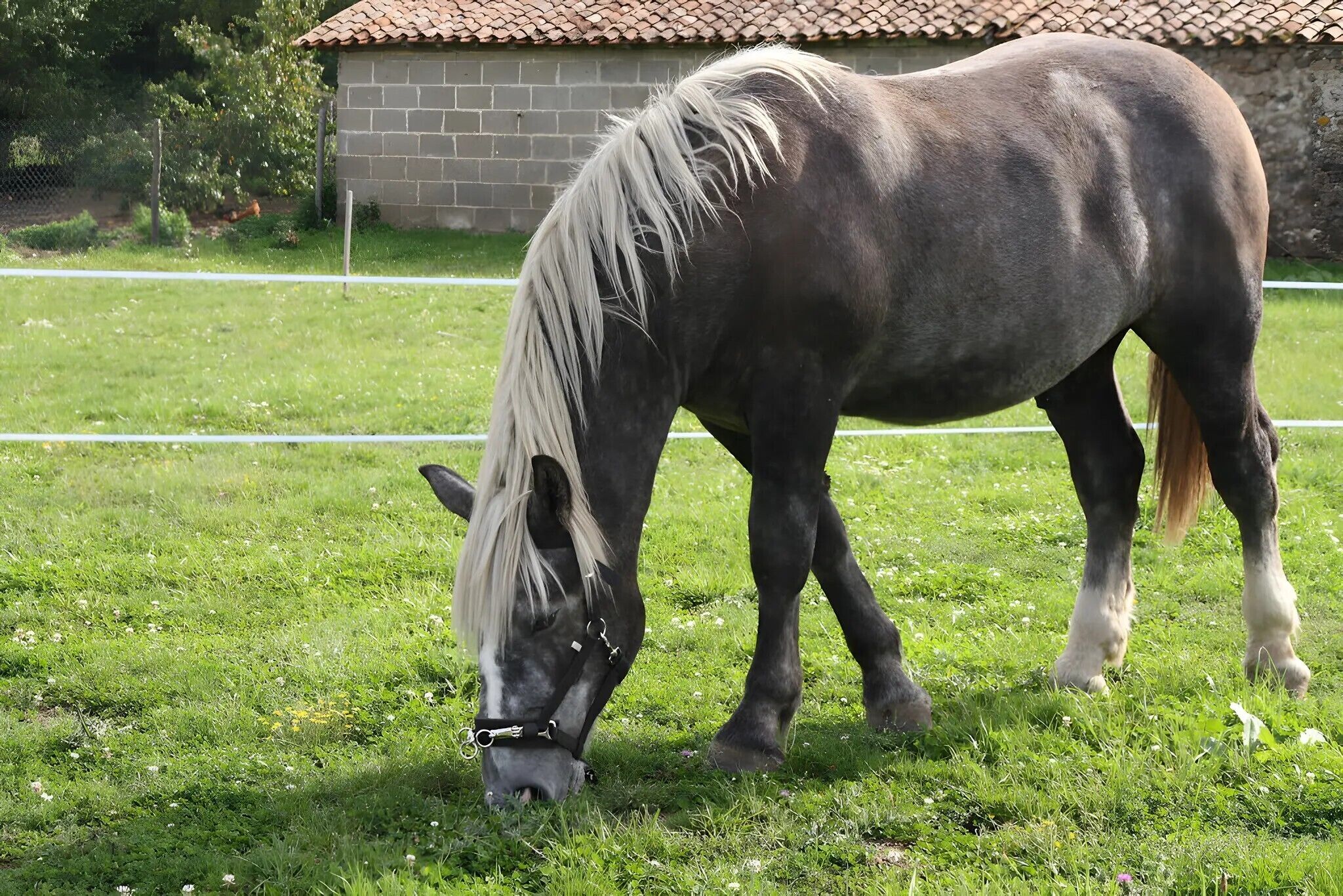 Un cheval broute dans un champ herbeux, avec un bâtiment en briques en arrière-plan.