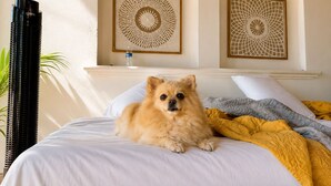 Una cama, un perro, una botella de agua y dos adornos enmarcados en la pared.