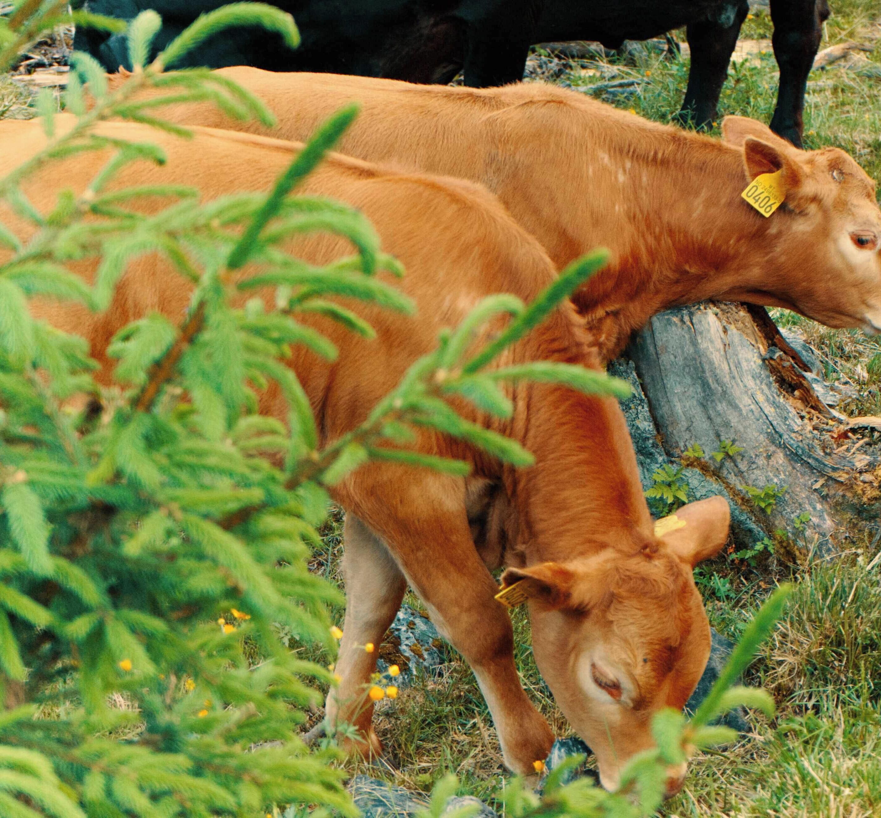 Une vache broute dans un champ herbeux, près d’une souche d’arbre.