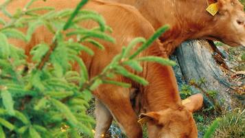 Une vache broute dans un champ herbeux, près d’une souche d’arbre.