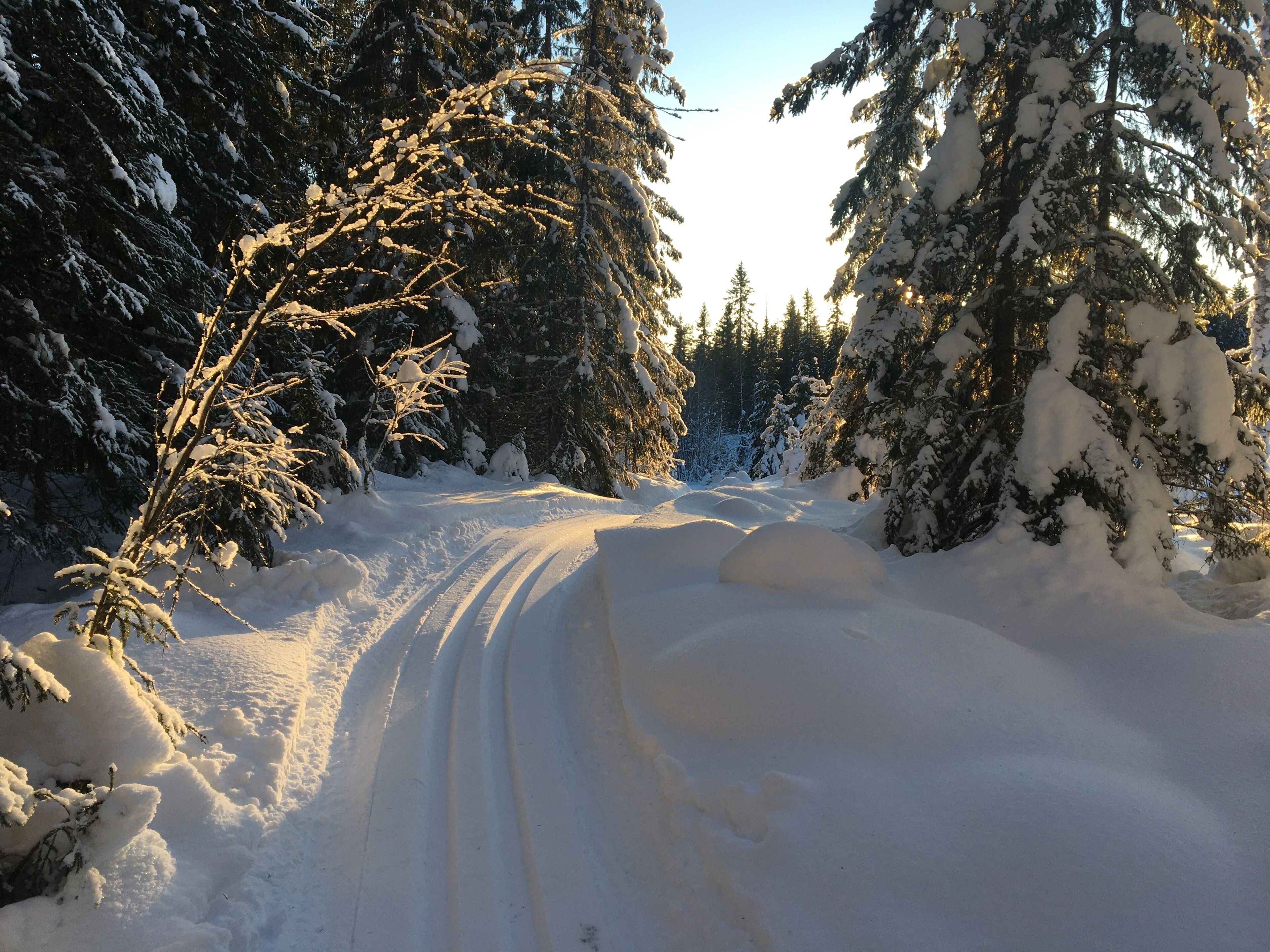 A snow-covered forest path with trees on either side.