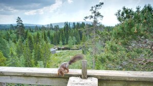 Un écureuil perché sur une clôture en bois, d’où il surplombe un paysage boisé.