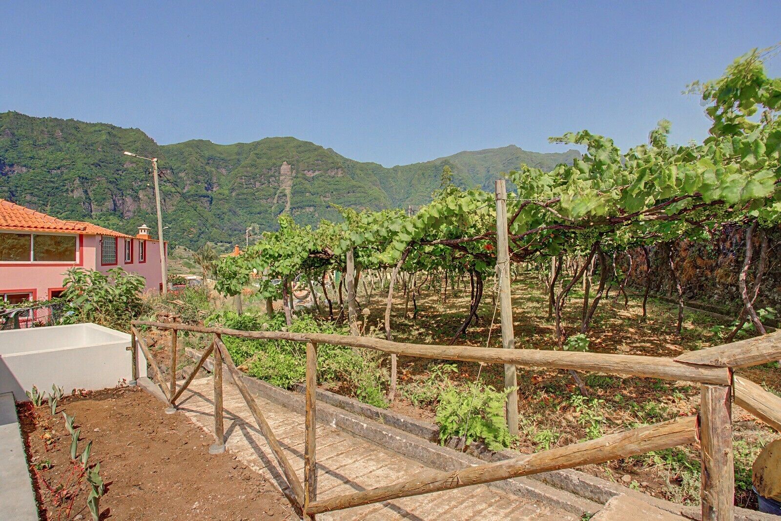 A vineyard with rows of grapevines, a wooden fence, and a building with a red roof in the background.