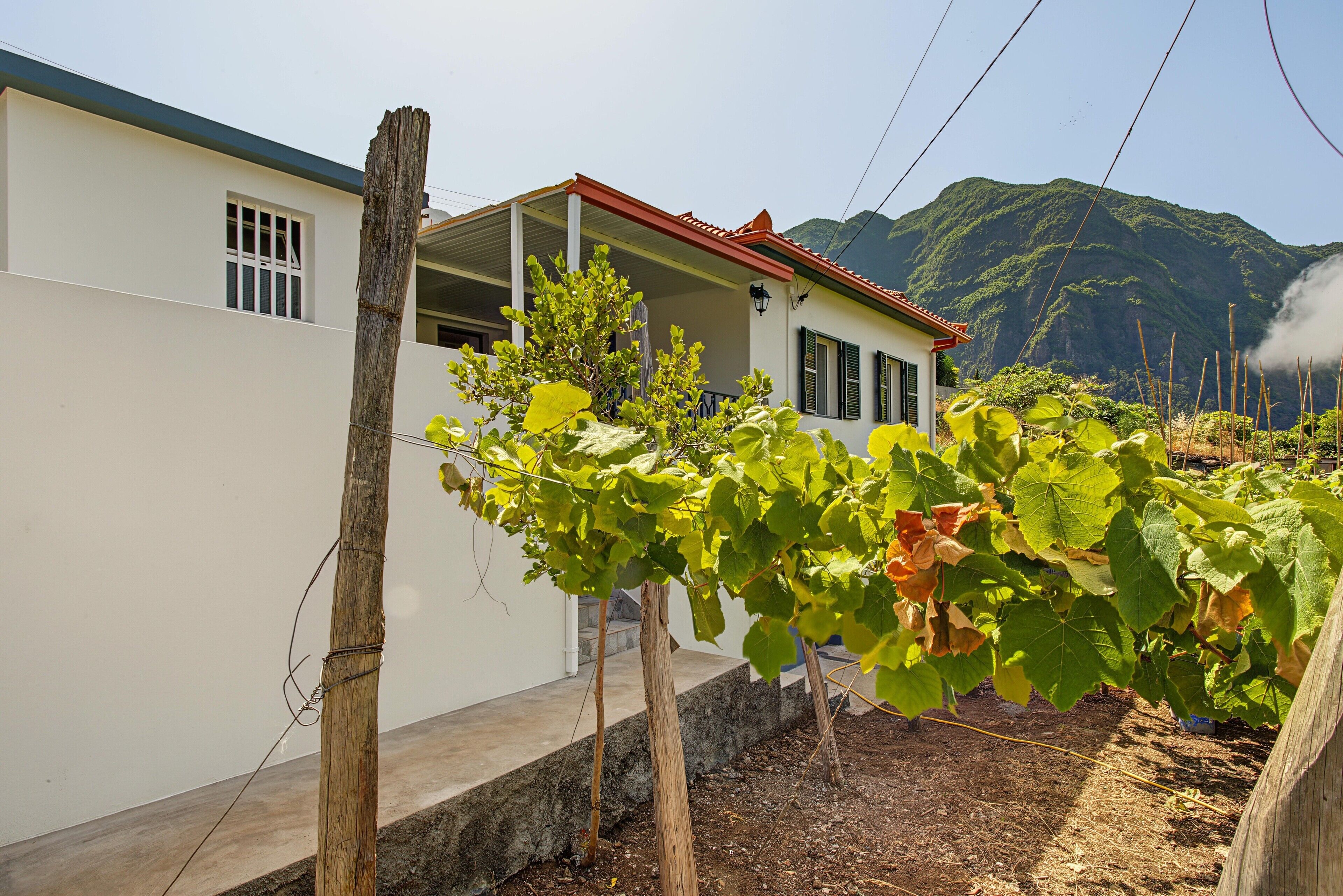 A residential area with a house featuring a red roof and white walls, surrounded by a vineyard with grapevines.