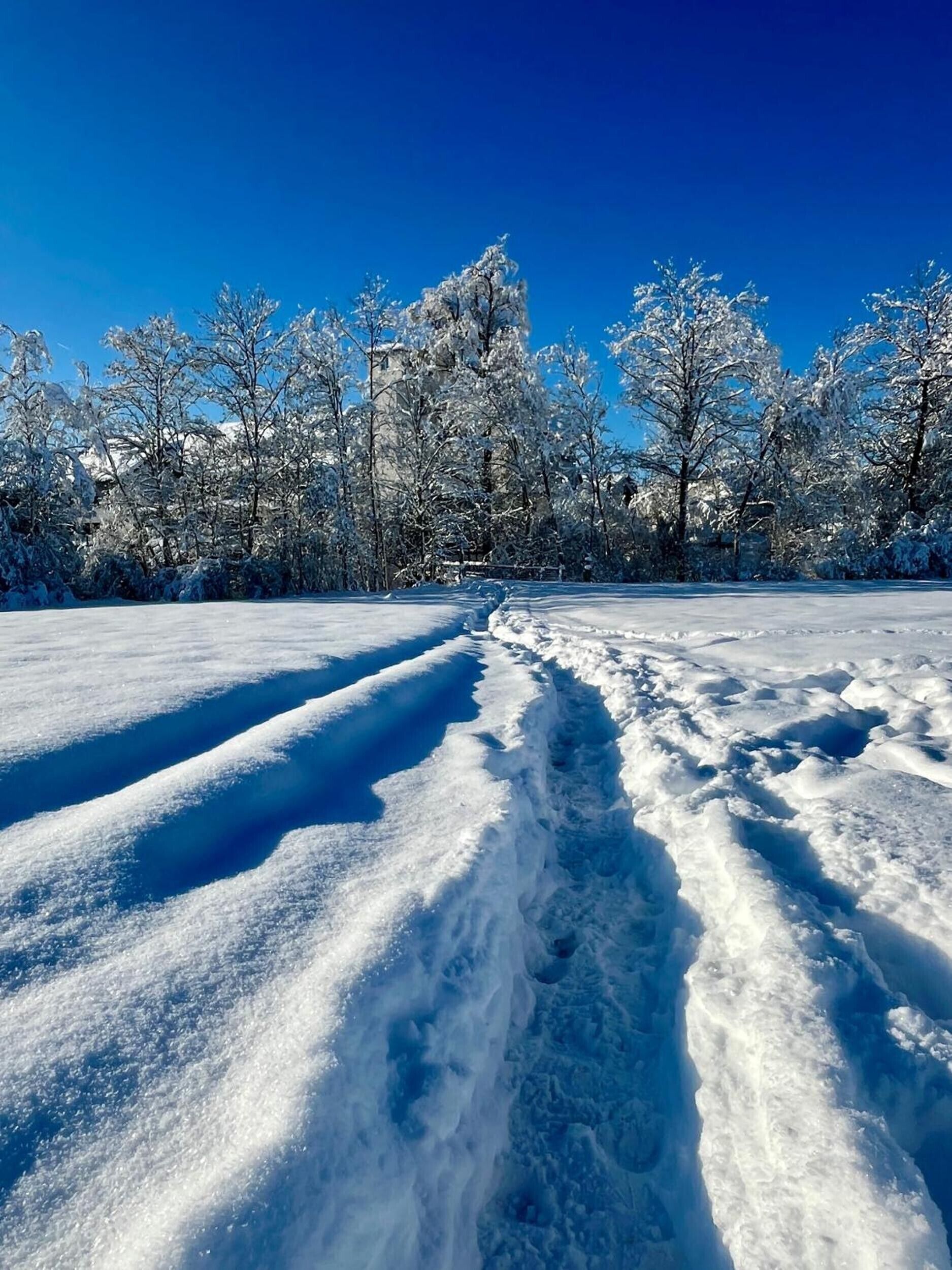Schneebedeckte Landschaft mit blauem Himmel und einem Pfad, der durch die Bäume führt.