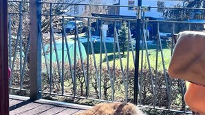 Een hond ligt op een houten terras met uitzicht op huizen en een groen veld.