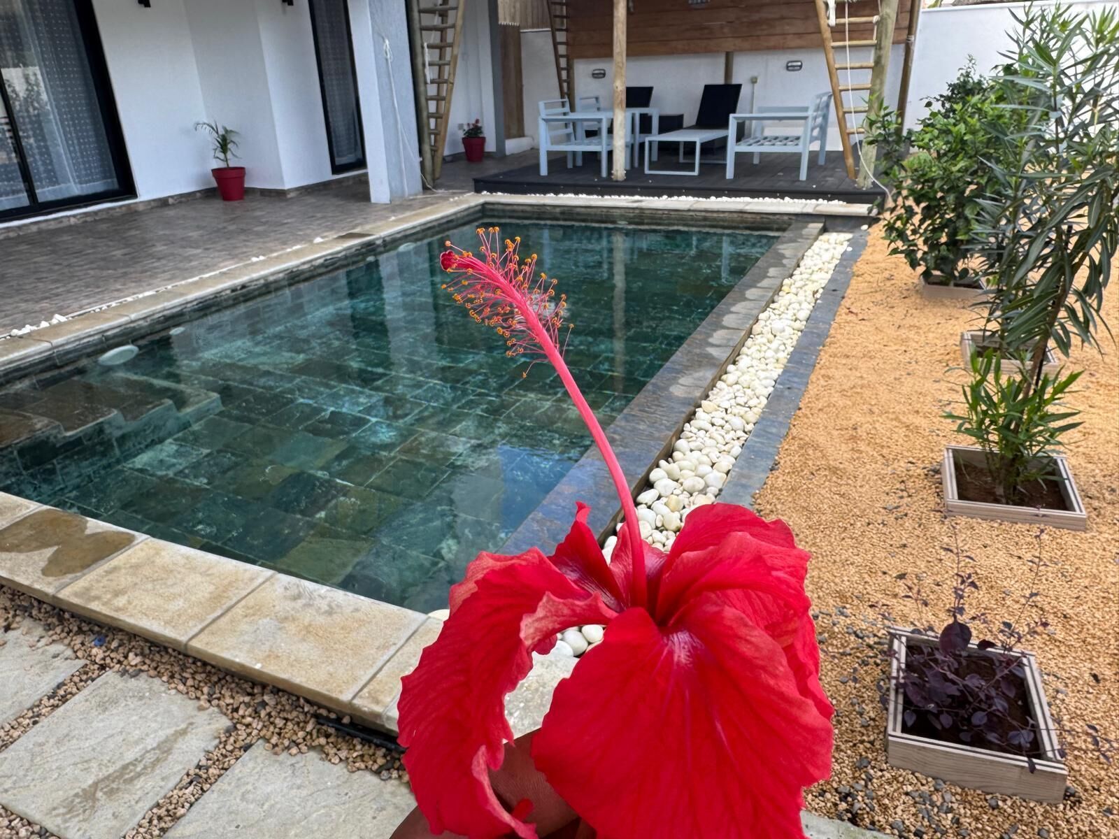 A swimming pool with a red flower in the foreground.