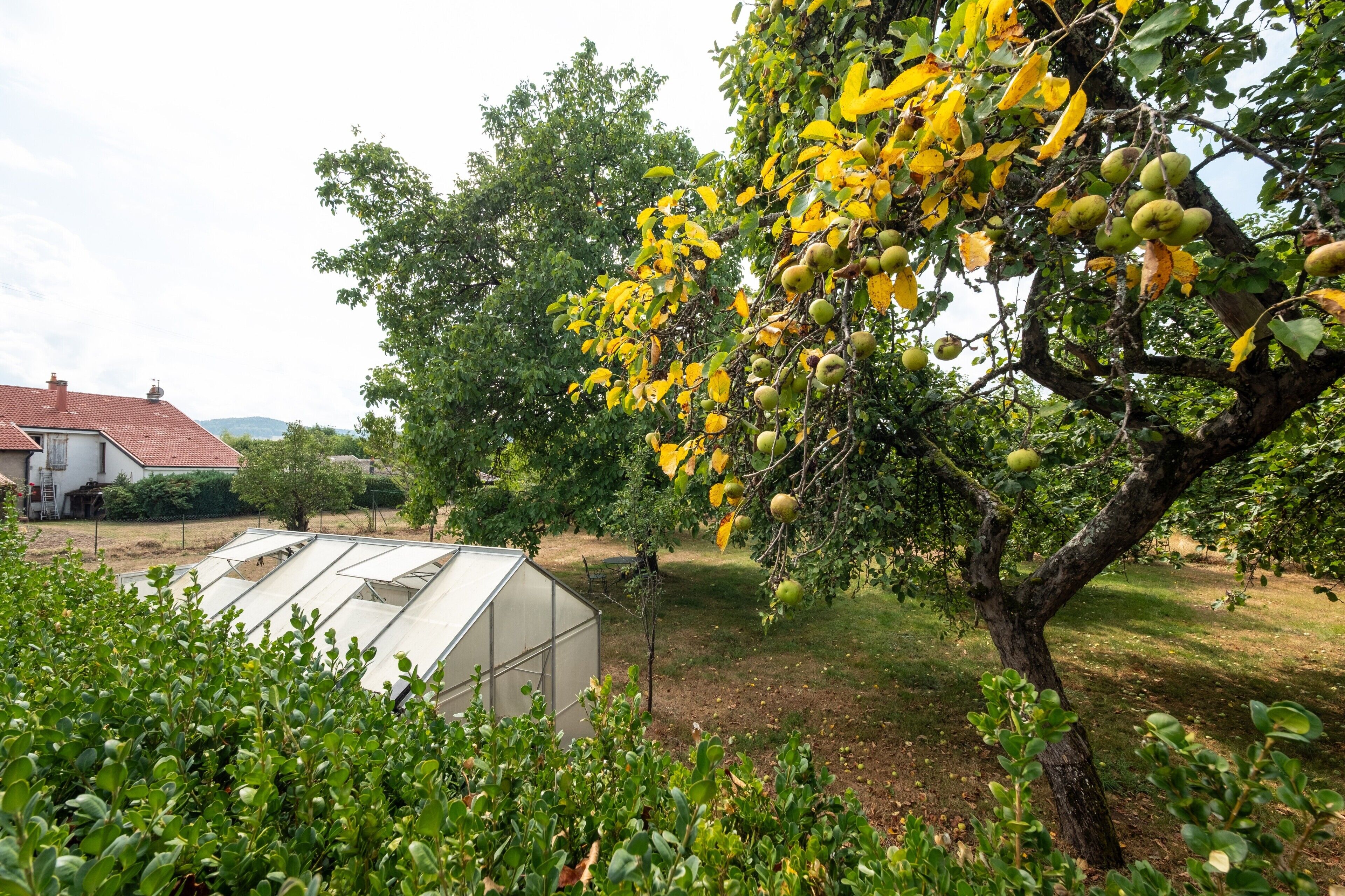 Une serre dans un jardin, avec des arbres fruitiers et une maison en arrière-plan.