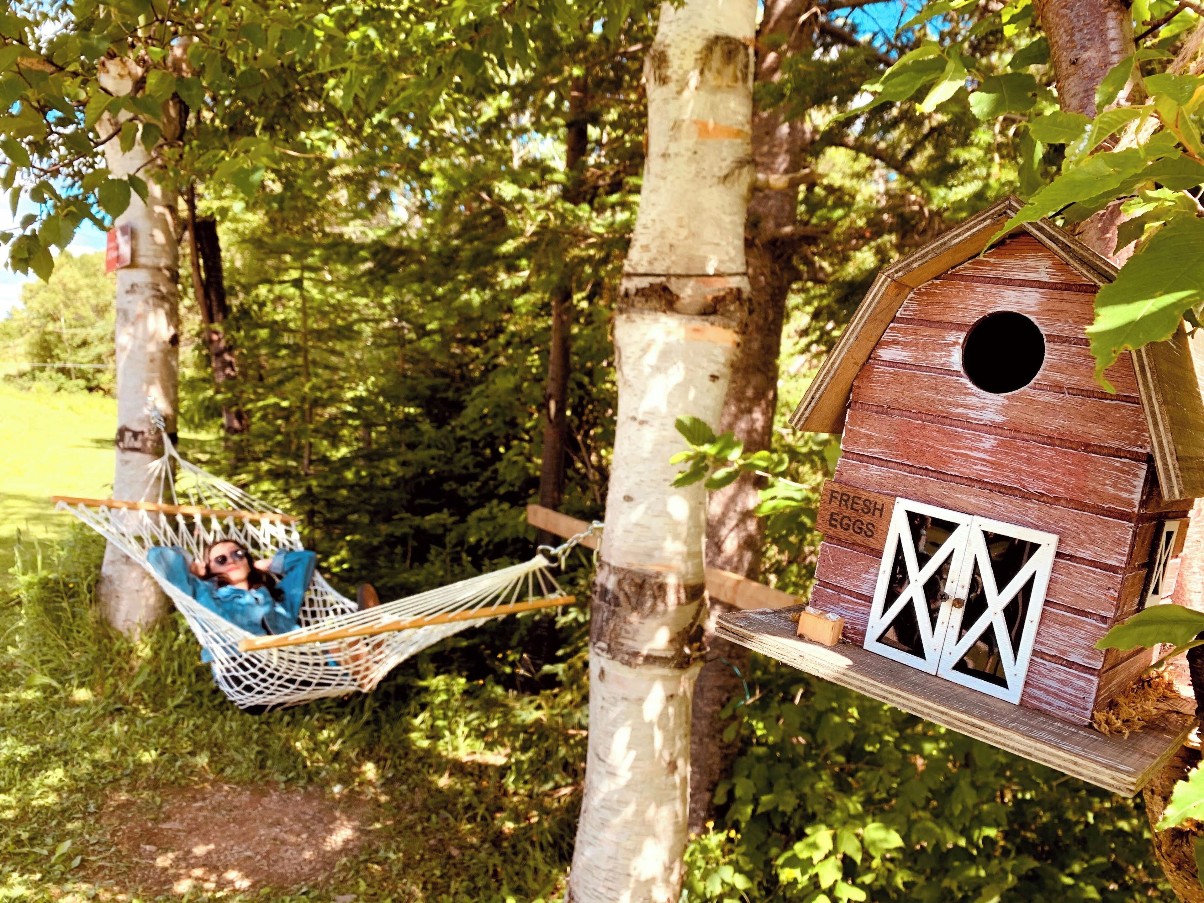 A hammock between trees, a wooden birdhouse, and a person relaxing.
