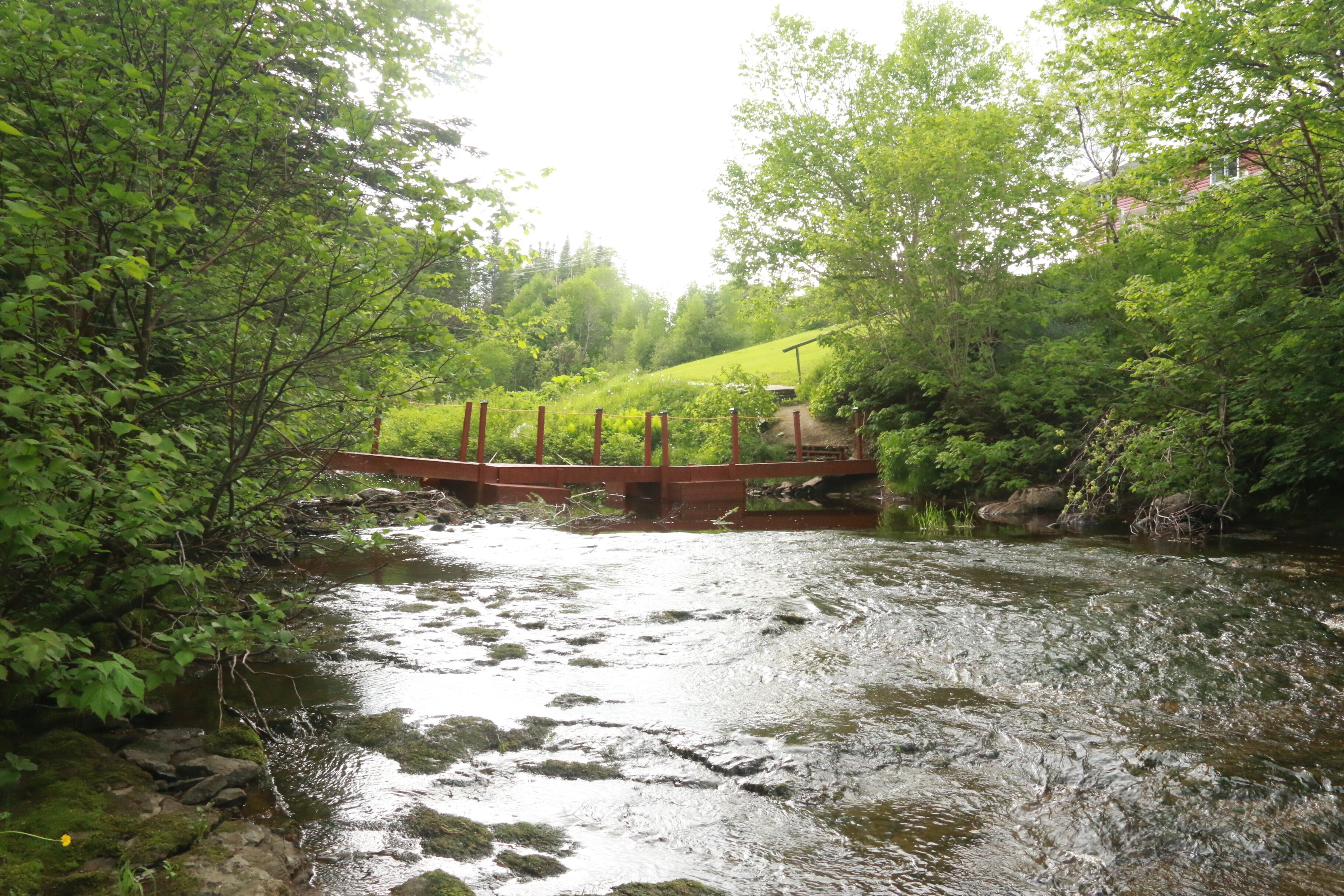 A river flowing through a forest with a wooden bridge.