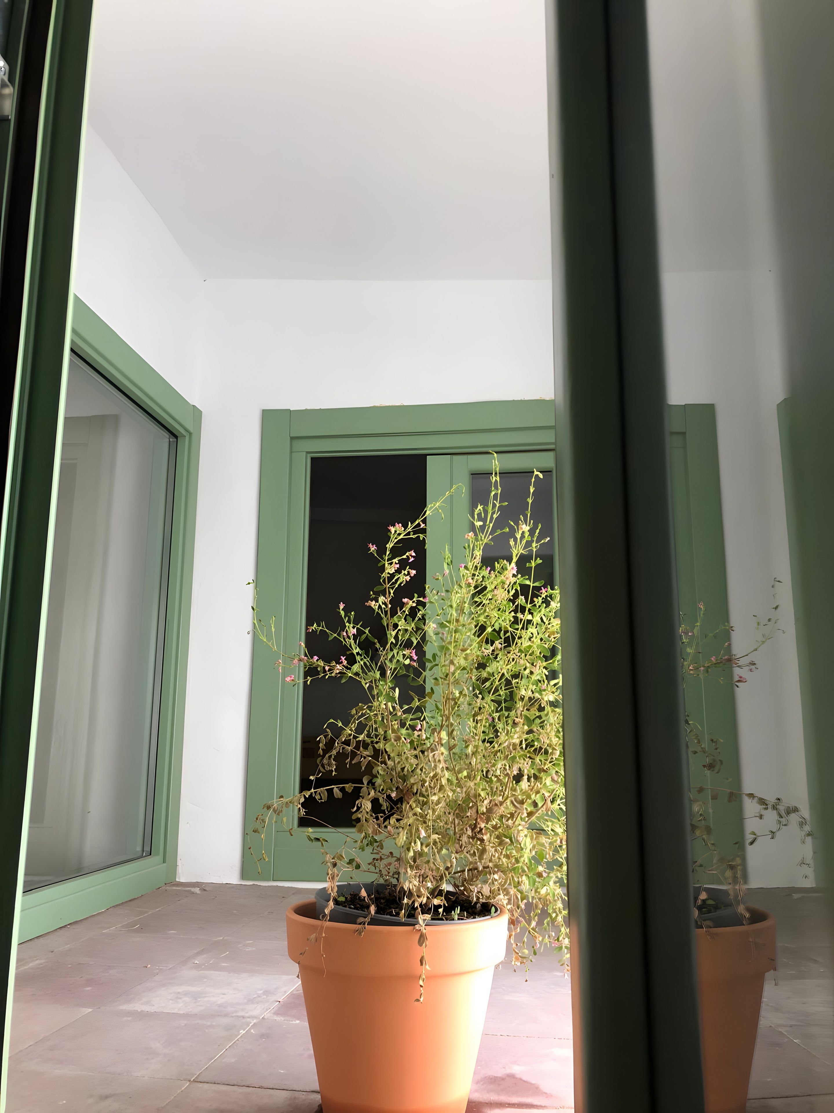 A potted plant in a terracotta pot on a tiled floor, with a green-framed door and a window in the background.