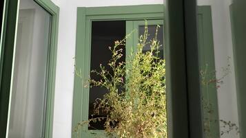 A potted plant in a terracotta pot on a tiled floor, with a green-framed door and a window in the background.