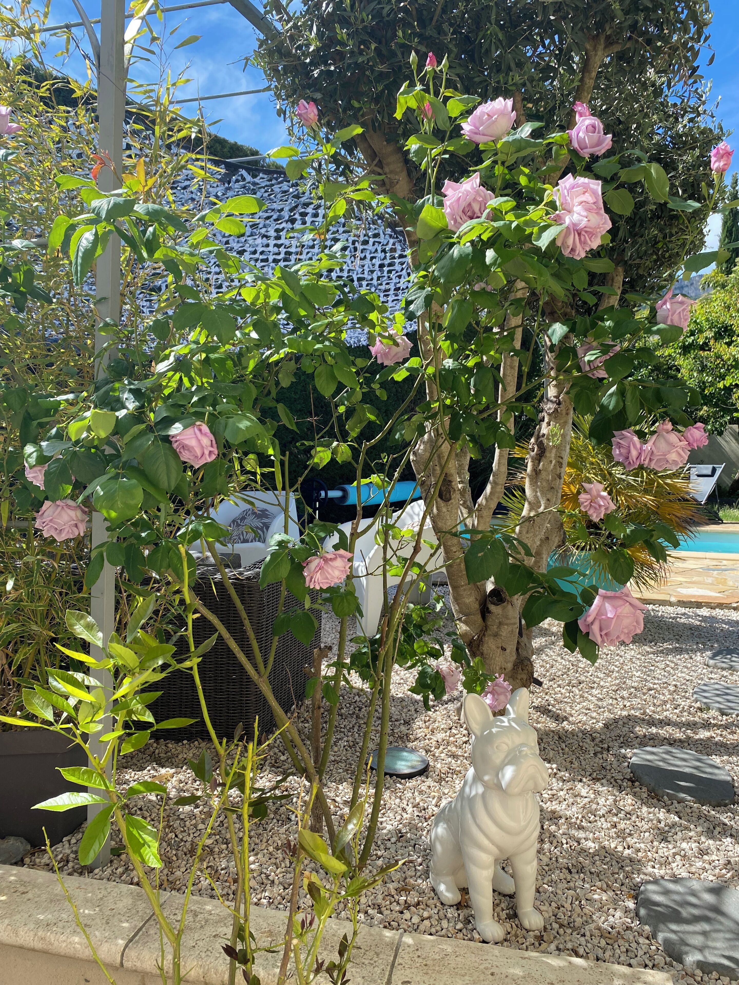 Un giardino con rose rosa, una statua bianca e una piscina sullo sfondo.