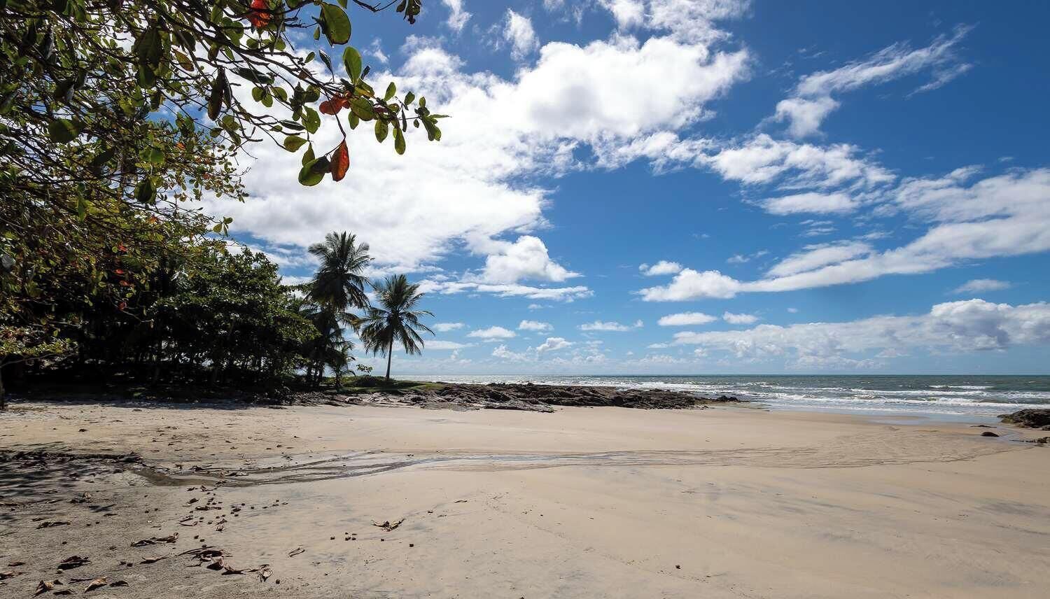 Una playa con cielos despejados, palmeras y una orilla arenosa.