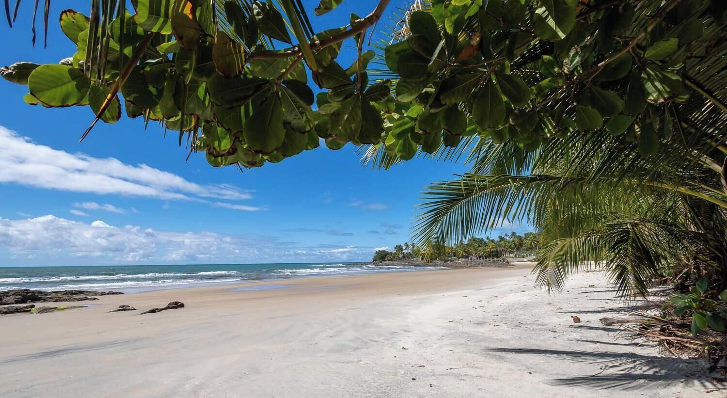 Ein Strand mit blauem Himmel, ruhiger See und Palmen.