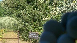 Property grounds - Sant'Ignazio Farm (Toscana)