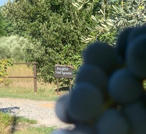 Property grounds - Sant'Ignazio Farm (Toscana)