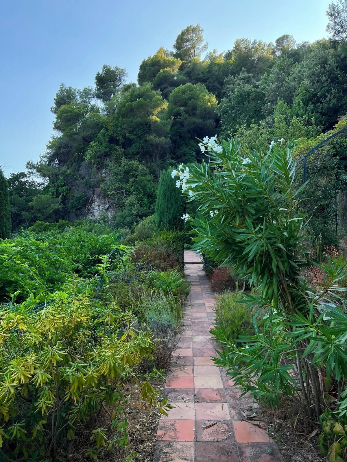 A pathway leading through a garden with various plants and trees.